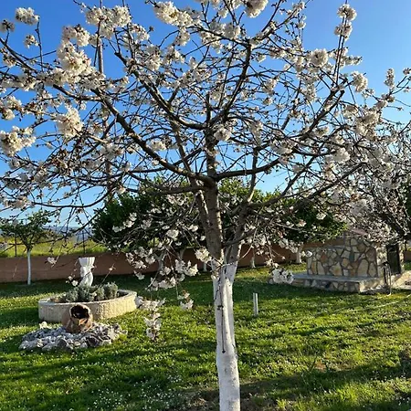 Telis One Roda (Corfu)